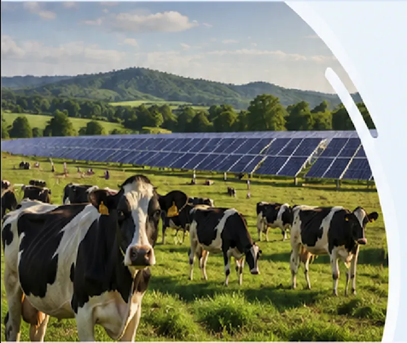 Dairy cows grazing in a green pasture with solar photovoltaic panels in the background